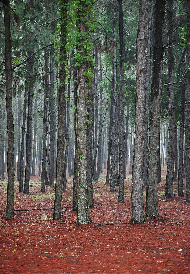Pine Trees Photograph by Robert Meanor