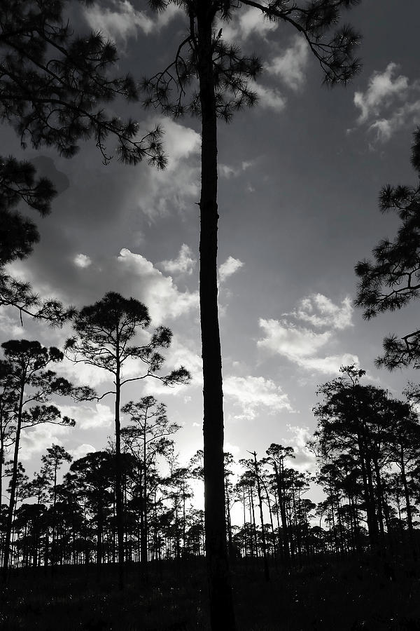 Pine Trees Silhouettes Photograph by Sally Weigand