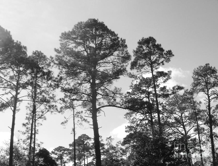 Pine trees Photograph by WaLdEmAr BoRrErO