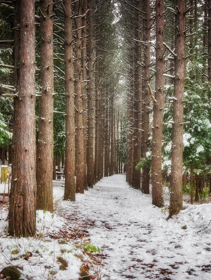 Pine Trees - Winter at Retzer Nature Center  Photograph by Jennifer Rondinelli Reilly - Fine Art Photography