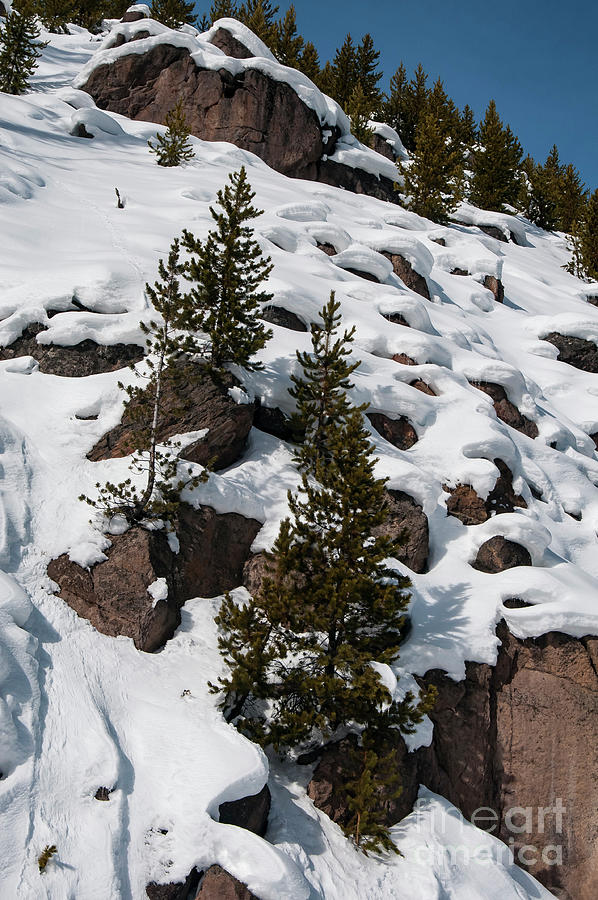 Yellowstone National Park Photograph - Pine Trees with Snow Moguls by Bob Phillips