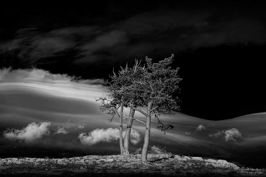 Pine Trees with Wind Swept Clouds Photograph by Randall Nyhof