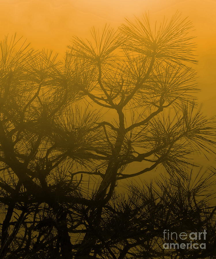 Pine Treetops Y Photograph by Tim Richards