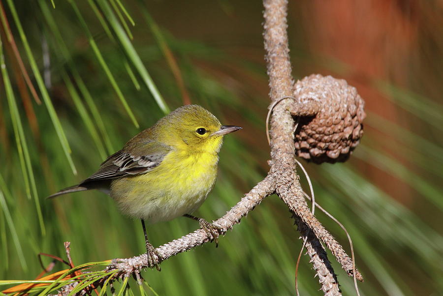 Pine Warbler Photograph by Bruce J Robinson