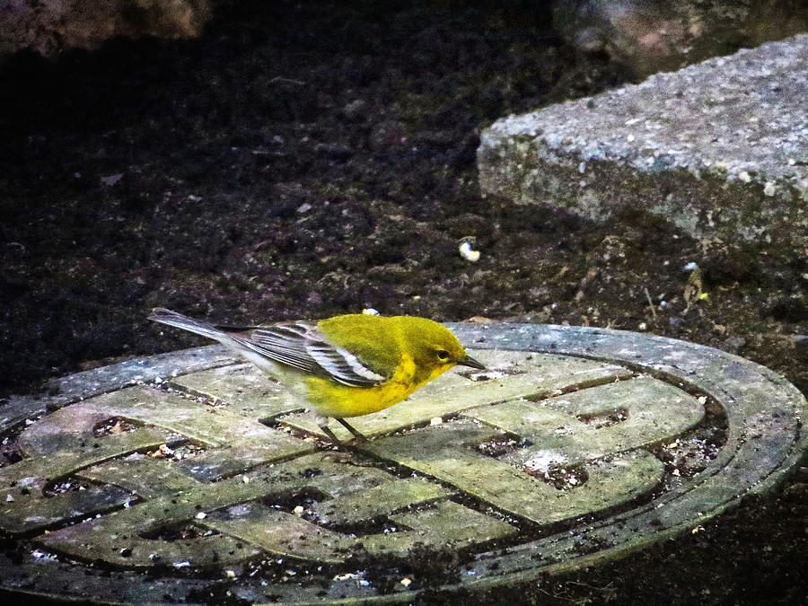 Pine Warbler In The Spotlight Photograph by Constantine Gregory