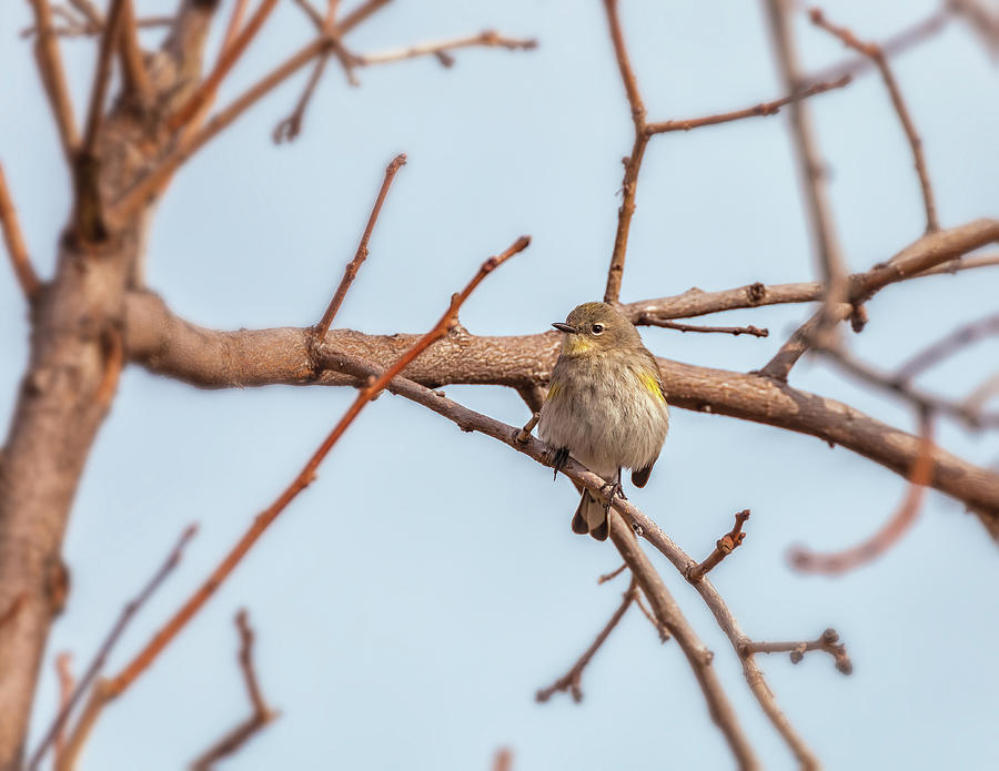 Pine Warbler Photograph by Jonathan Nguyen