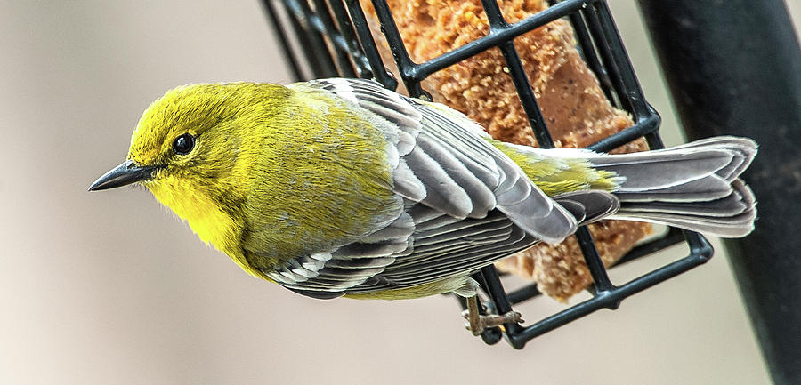 Pine Warbler on Feeder Photograph by Jim Moore