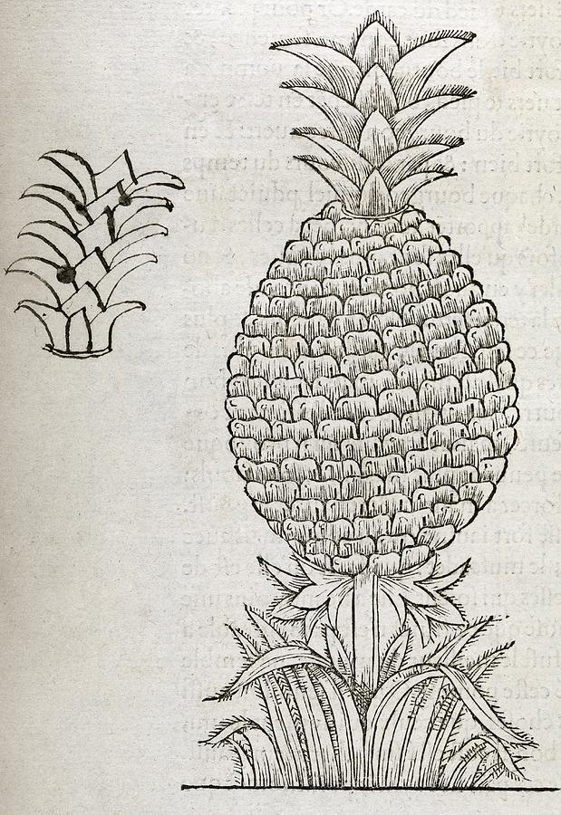 Pineapple, 16th Century Artwork Photograph by Middle Temple Library