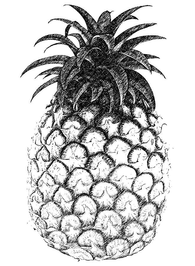 Pineapple Digital Art - PIneapple by Birgitta