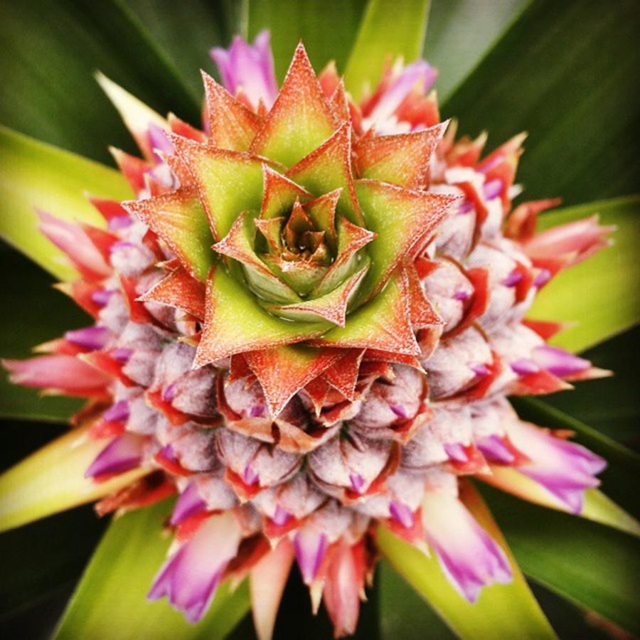 Candy Photograph - Pineapple Blossom by Kelly Keene Morrison