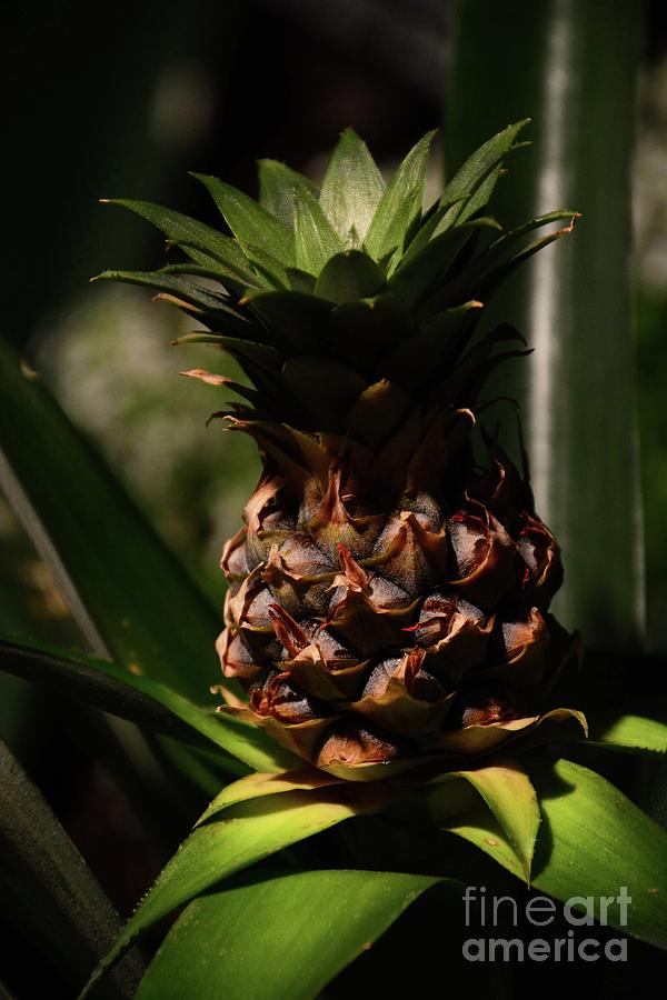 Pineapple Photograph by Cindy Manero