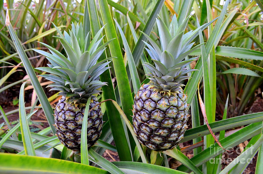 Pineapple Duo Photograph