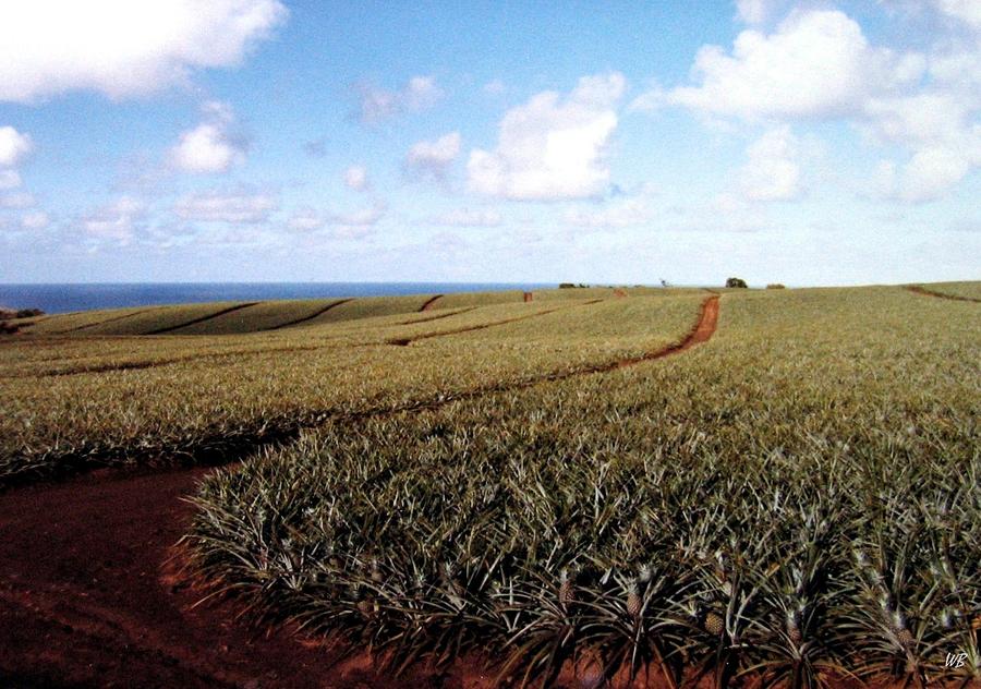 Pineapple Fields Photograph by Will Borden