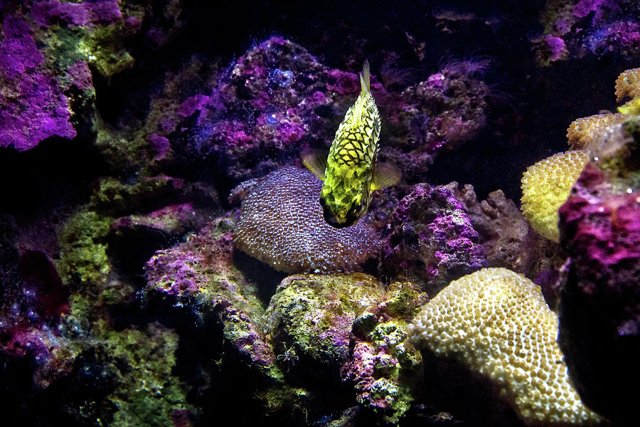 Pineapple Fish Photograph by Miroslava Jurcik