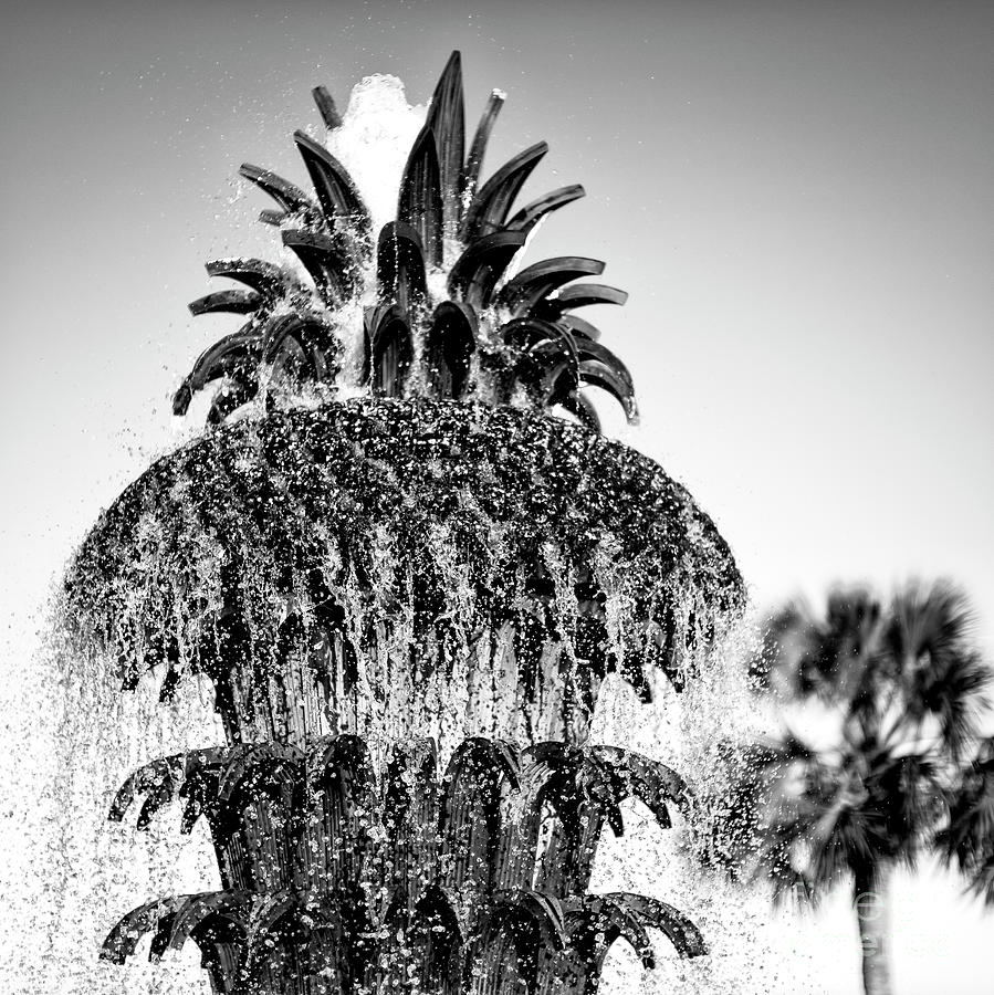 Charleston Pineapple Fountain Profile Photograph by John Rizzuto