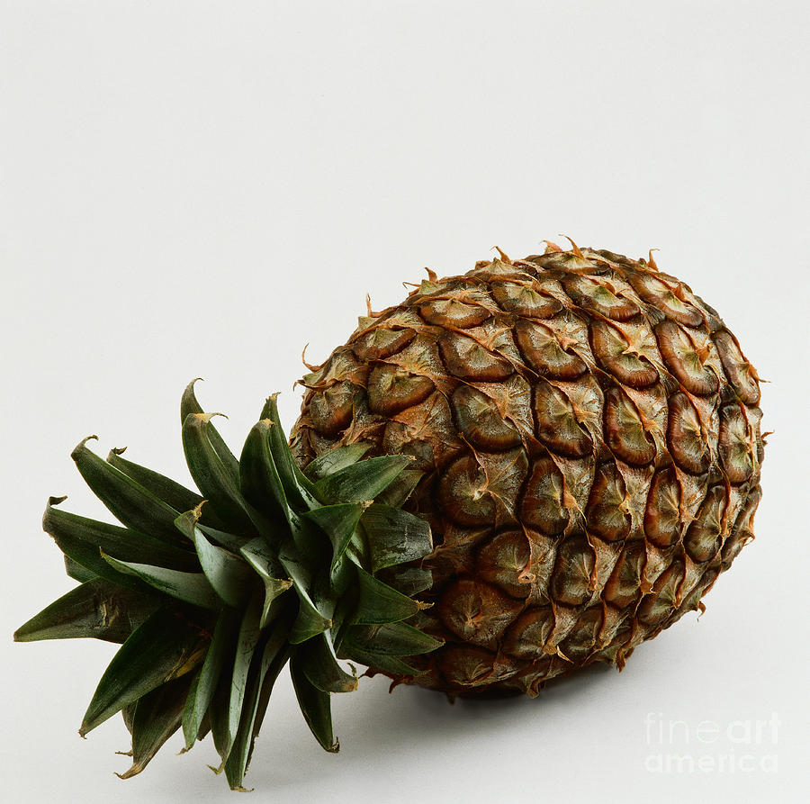 Pineapple Photograph by G.Bttner/Naturbild/Okapia