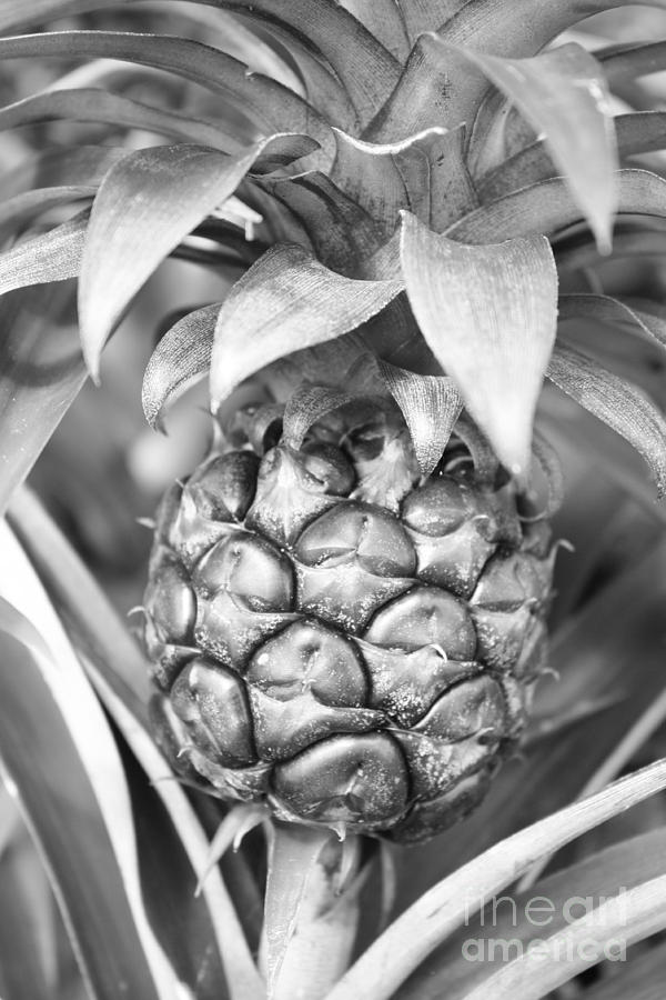 Pineapple in Black and White Photograph by Carol Groenen
