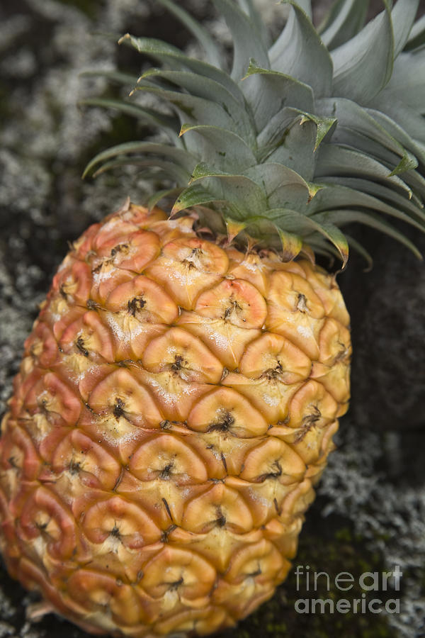 Pineapple Photograph by Inga Spence