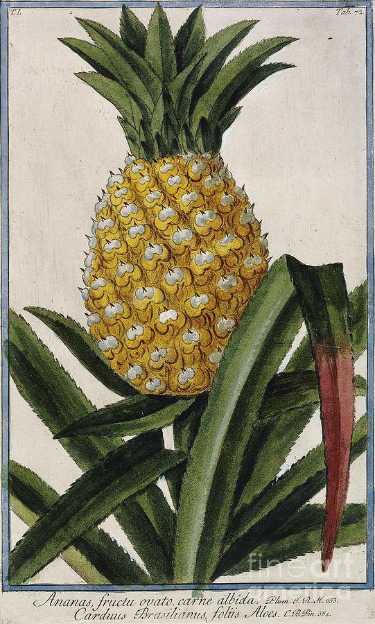 Pineapple Drawing - Pineapple by Italian School