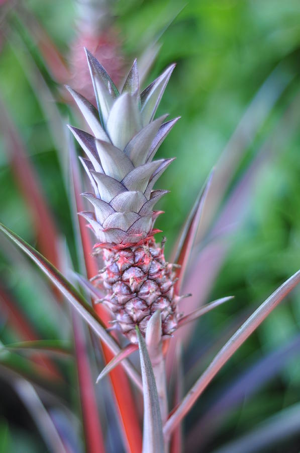 Pineapple Photograph - Pineapple by Kelly Wade