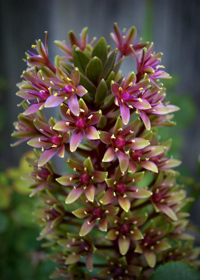 Pineapple Lily Flower Photograph by Nathan Abbott