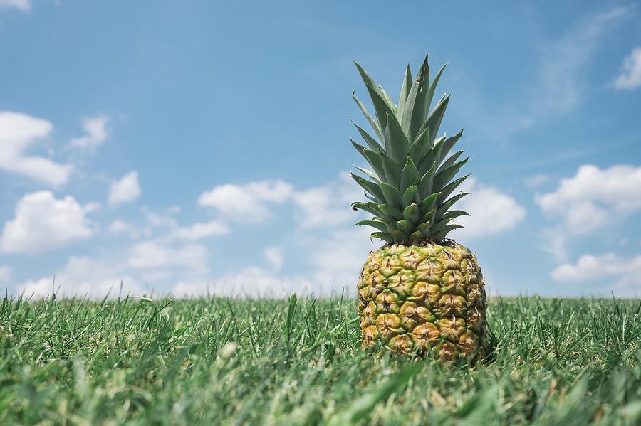 Summer Photograph - Pineapple on Hill by Pineapple Supply Co