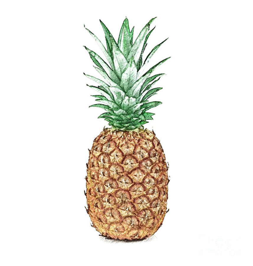 Pineapple Pencil Digital Art by Jennifer Capo - Fine Art America