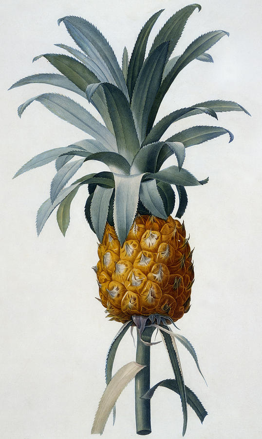 Pineapple Painting by Pierre Joseph Redoute