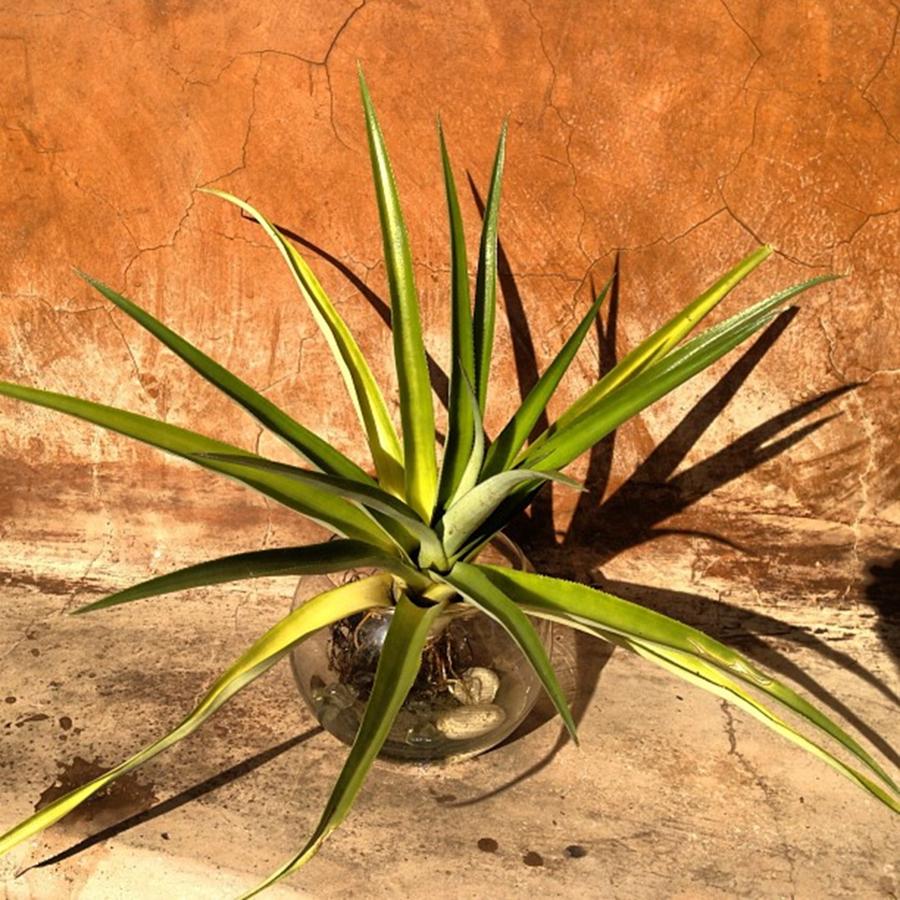 Pineapple Plant Photograph by Juan Silva