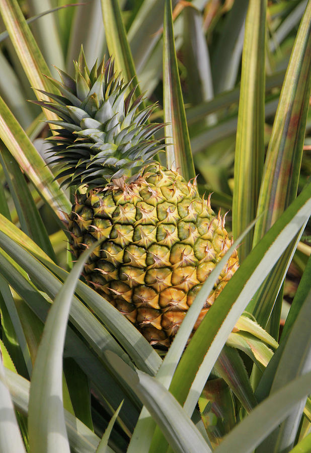 Pineapple Plant Photograph by Rosalie Scanlon