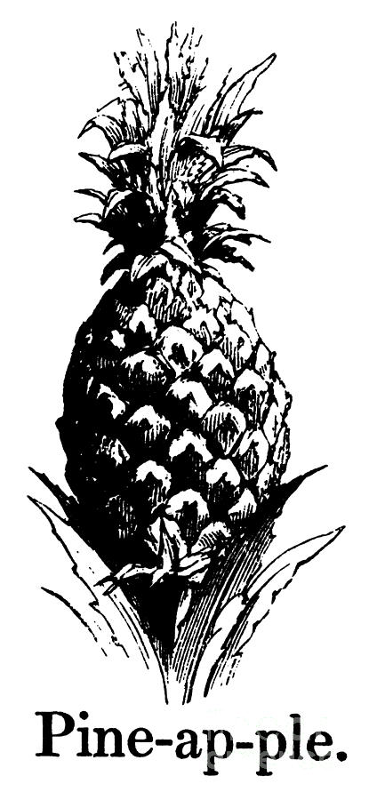 Pineapple Drawing - Pineapple Print by English School