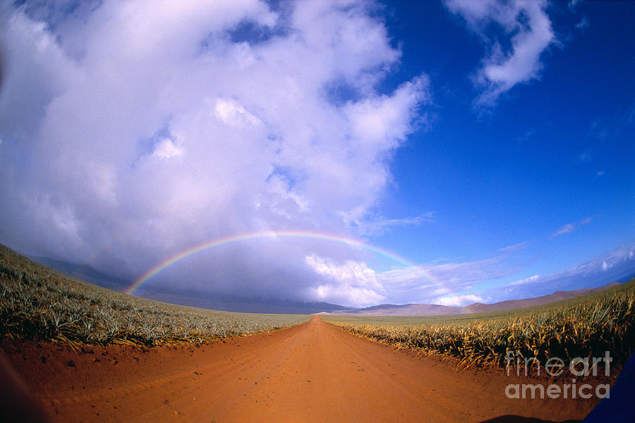 Pineapple Rainbow Photograph by Allan Seiden - Printscapes