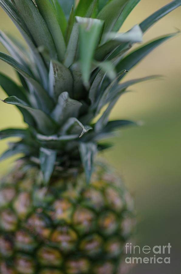 Pineapple Swirl Photograph