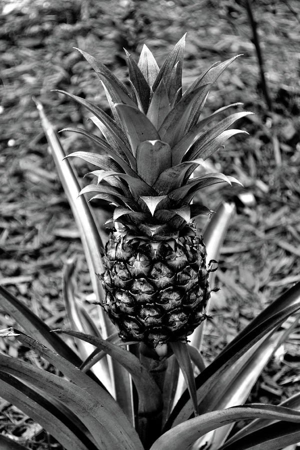 Pineapple Photograph - Pineapple by Tammy Shiver