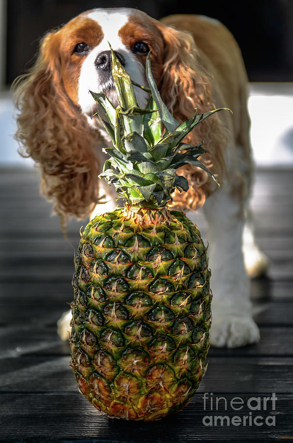 Pineapple Welcome Home Photograph