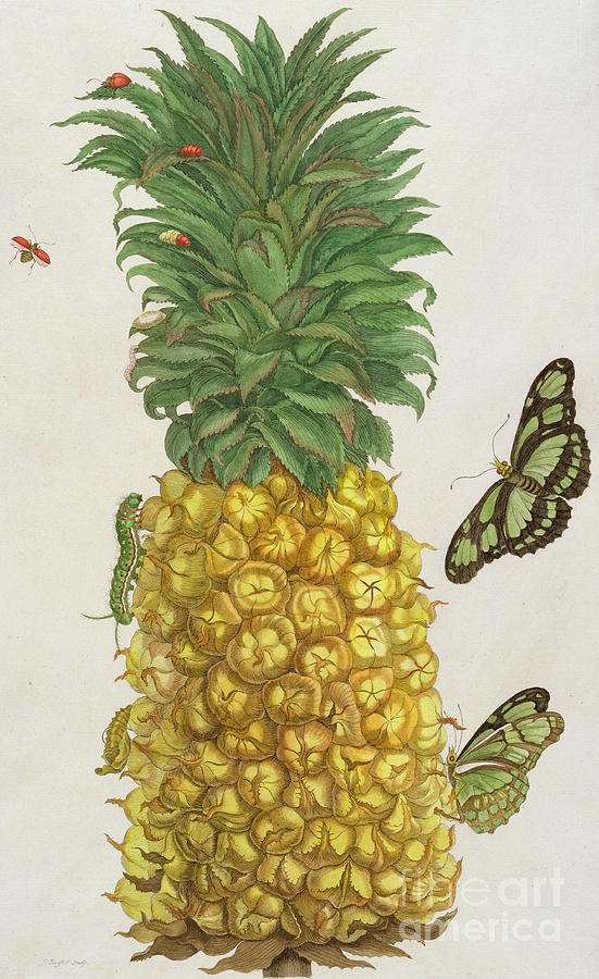 Pineapple with caterpillar and butterflies Drawing by Pieter Sluyter