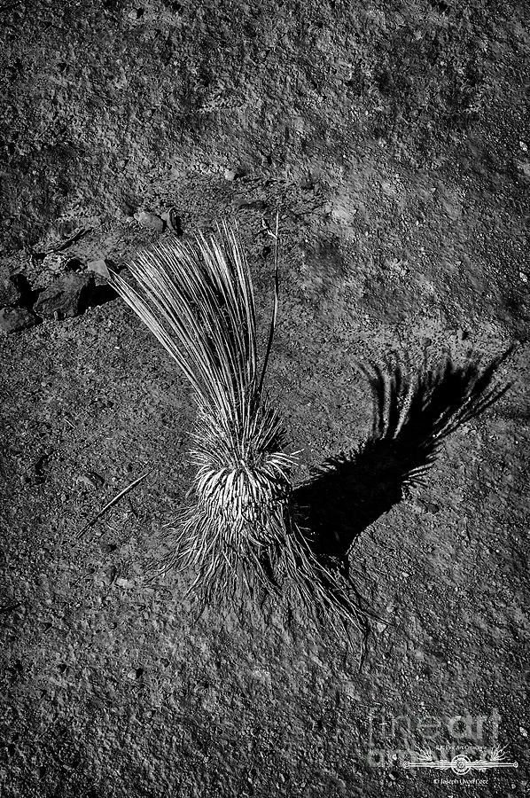 Pineapples On The Moon Photograph By Joseph Yvon Cote Fine Art America