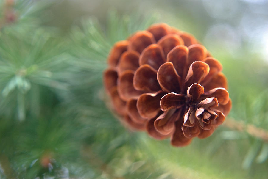 Nature Photograph - Pinecone-1 by Steve Somerville