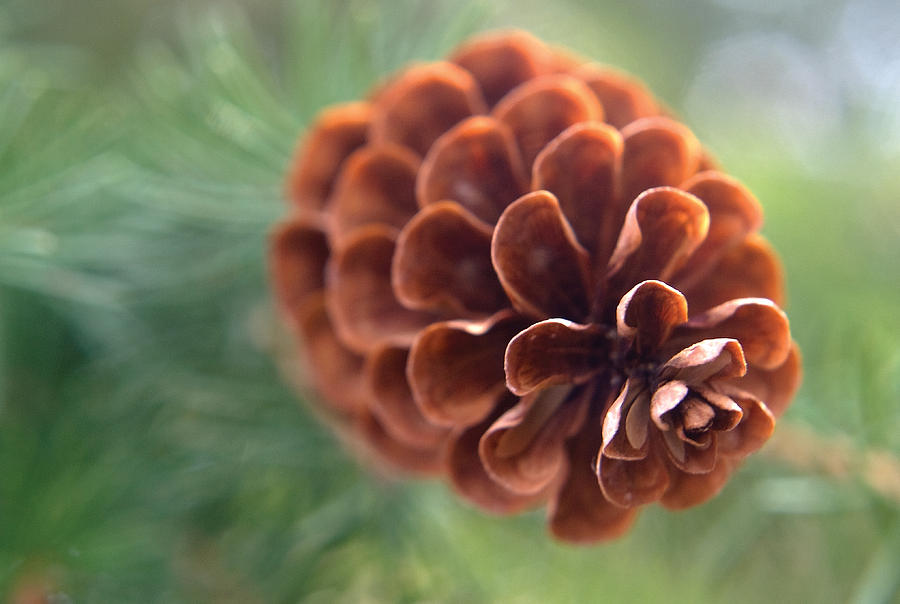 Pinecone-2 Photograph by Steve Somerville