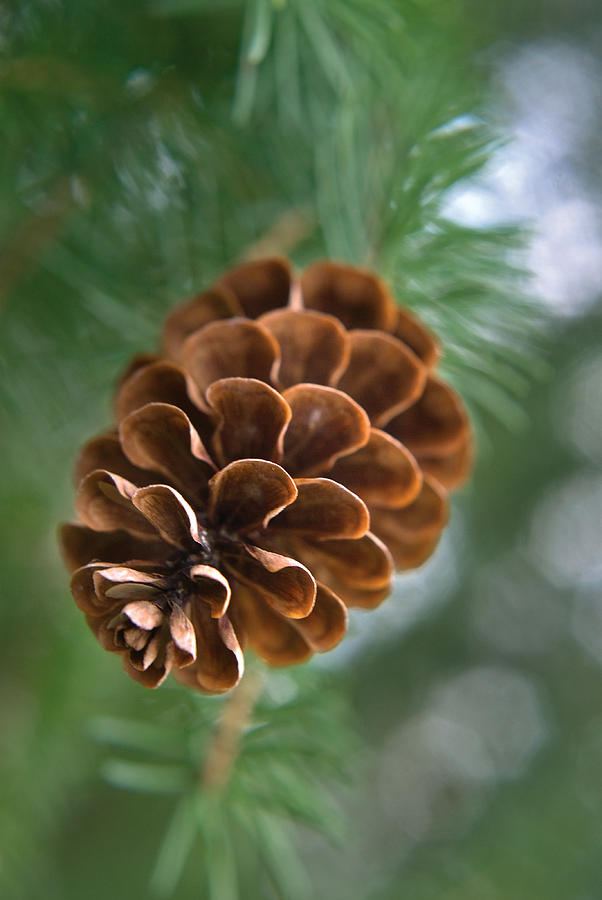 Pinecone-3 Photograph by Steve Somerville