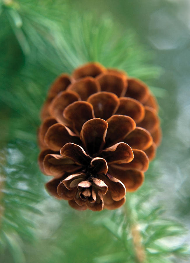Pinecone-4 Photograph by Steve Somerville
