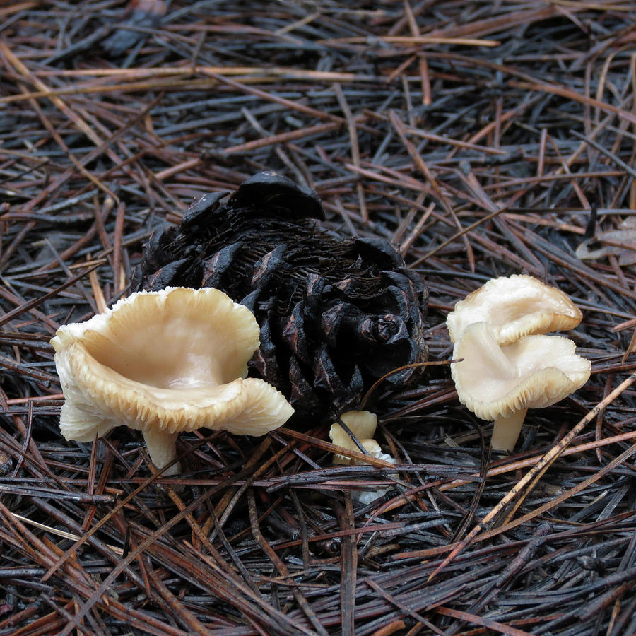 Pinecone and Mushrooms Photograph by Laurel Powell