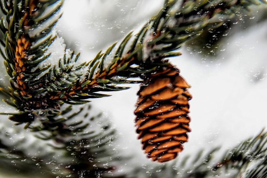 Pinecone in a Snowstorm Photograph by Pat Cook