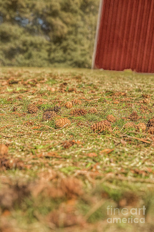 Pinecone Mania In The Country Photograph