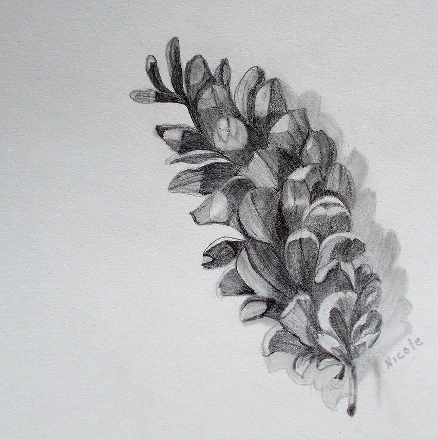Pinecone Drawing by Nicole Curreri