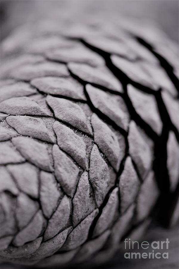 Pinecone Patterns Photograph by Tracey Lee Cassin