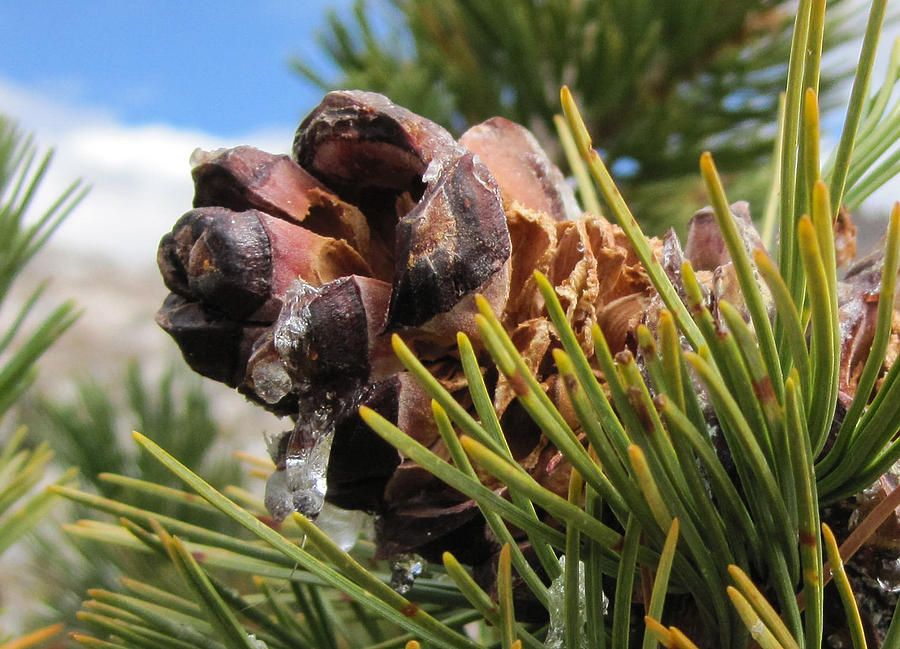 Pinecone with Dripping Sap  Photograph by Brenda Smith