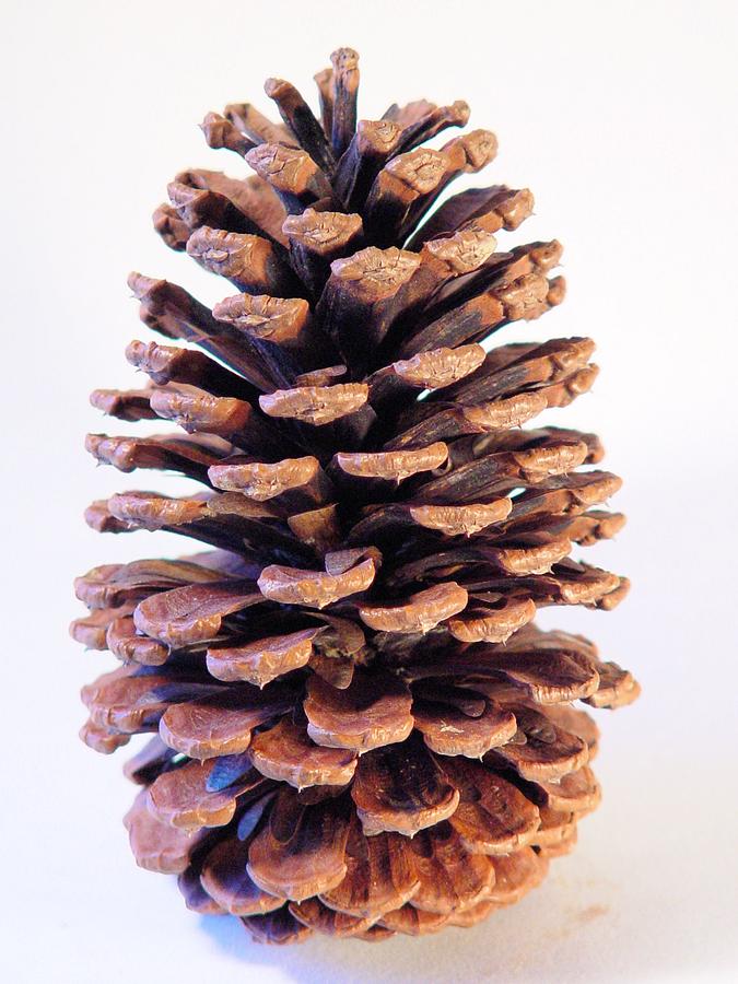 PineCone Portrait Photograph by Kevin Carbone - Fine Art America