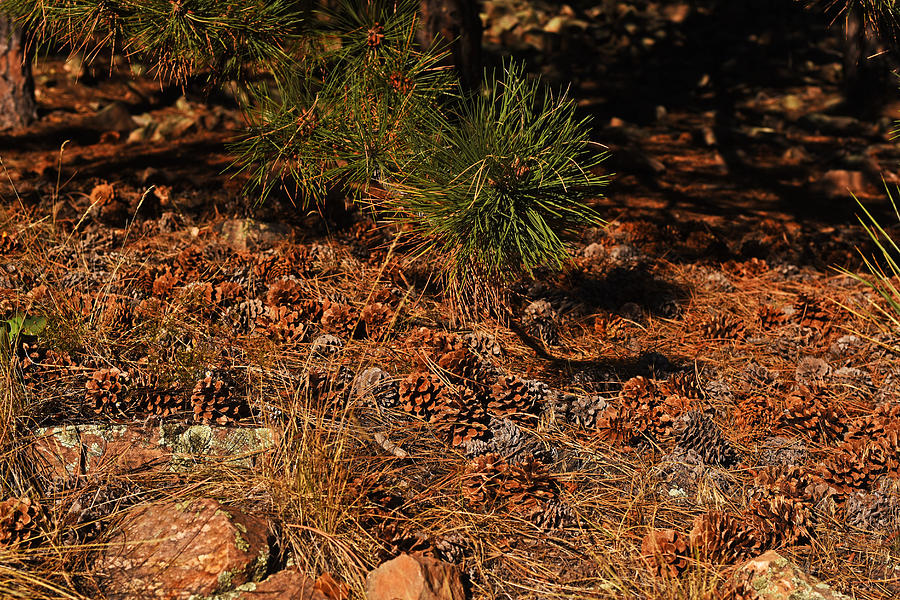 Pinecones congregating on the Royal Arch Trail Boulder CO Photograph by Toby McGuire