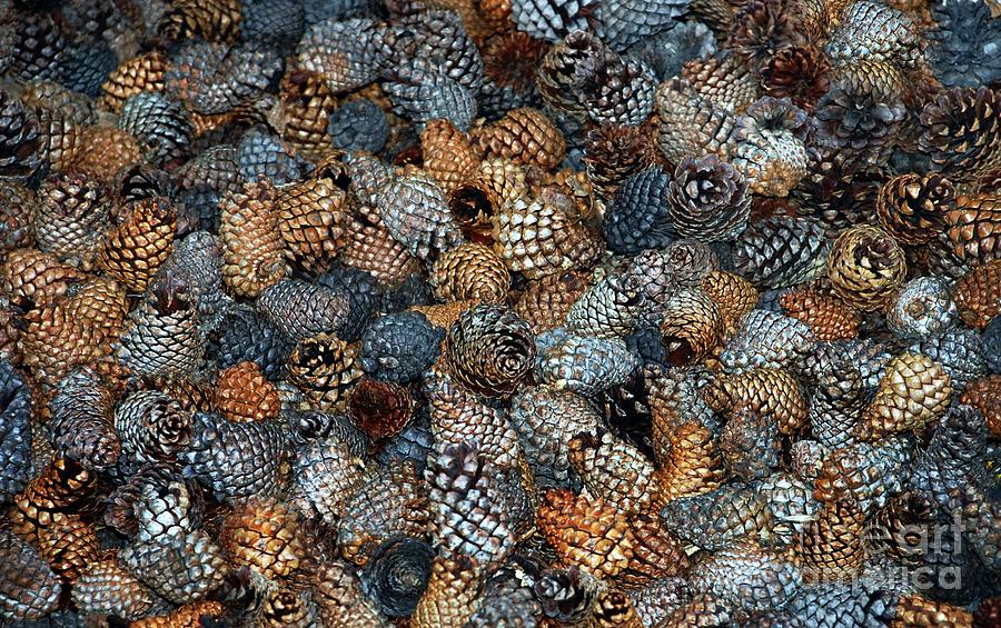 Pinecones Photograph by Elaine Manley